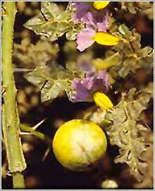 SOLANUM XANTHOCARPUM